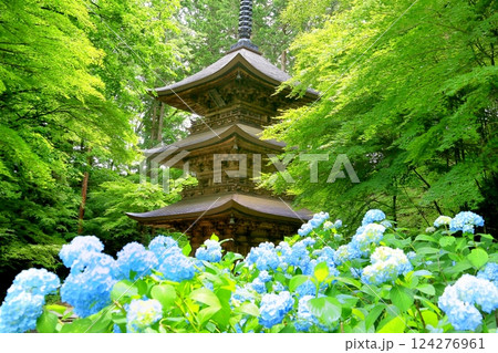 貞祥寺三重塔とアジサイ 124276961