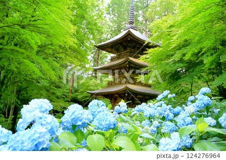 貞祥寺三重塔とアジサイ 貞祥寺三重塔とアジサイ 124276964