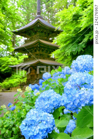 貞祥寺三重塔とアジサイ 貞祥寺三重塔とアジサイ 124276967
