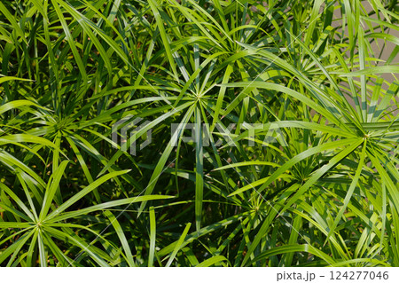 Cyperus involucratus plant in pond Cyperus involucratus plant in pond 124277046