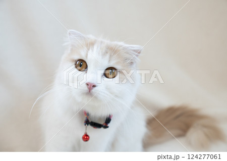 赤い鈴をつけたスコティッシュフォールド 124277061