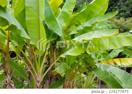 A large bunch of unripe green bananas hanging from a banana tree. 124277075