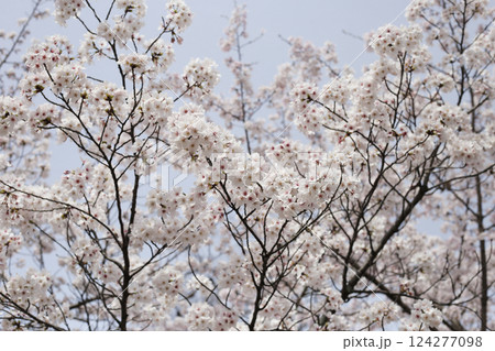 Branches of sakura flowers, cherry blossom Branches of sakura flowers, cherry blossom 124277098
