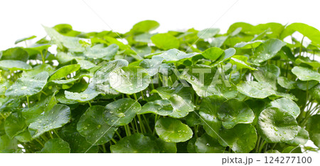 Fresh, green Centella asiatica (Gotu Kola) leaves with water droplets. Fresh, green Centella asiatica (Gotu Kola) leaves with water droplets. 124277100