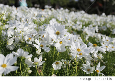 White cosmos flowers in the park White cosmos flowers in the park 124277110
