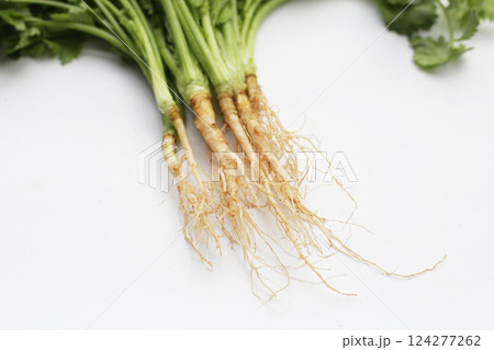 Fresh coriander (cilantro) with roots, a key ingredient in many Asian cuisines. 124277262