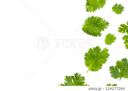 Fresh organic coriander, vegetables and herbs 124277264