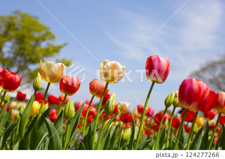 Beautiful tulip flower in the park 124277266