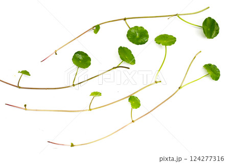 Fresh centella asiatica leaves. Gotu kola herb plant Fresh centella asiatica leaves. Gotu kola herb plant 124277316