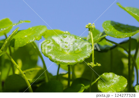 Centella asiatica (gotu kola). Fresh green leaves herb background. 124277328