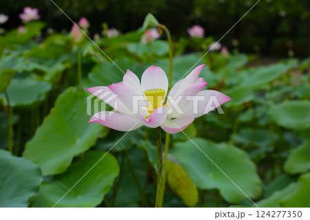 Pink and white lotus flowers in full bloom with green leaves 124277350