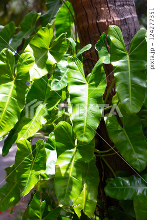 Philodendron 'Burle Marx' leaves, showcasing their elongated heart shape and glossy green color 124277351