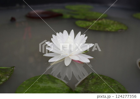 Blooming white water lily in pond 124277356