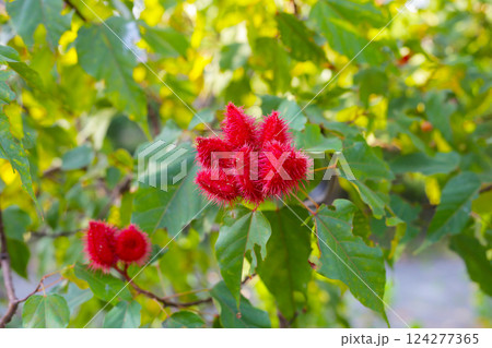 The spiky red seed pods of the Bixa orellana tree, also known as Annatto or Achiote. 124277365