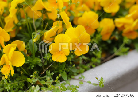 Beautiful pansy flowers in the garden 124277366