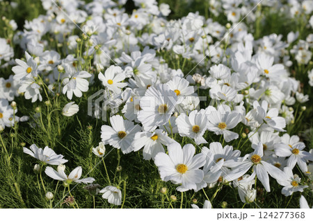 White cosmos flowers in the park 124277368