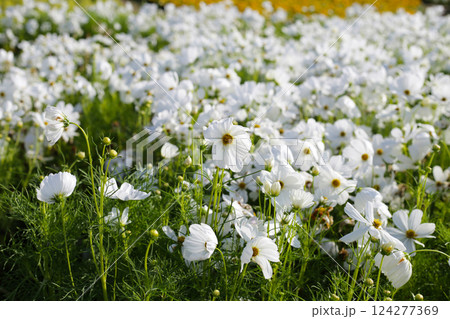 White cosmos flowers in the park 124277369
