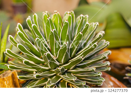 A Queen Victoria Agave (Agave victoriae-reginae) showing its distinctive white markings. A Queen Victoria Agave (Agave victoriae-reginae) showing its distinctive white markings. 124277370