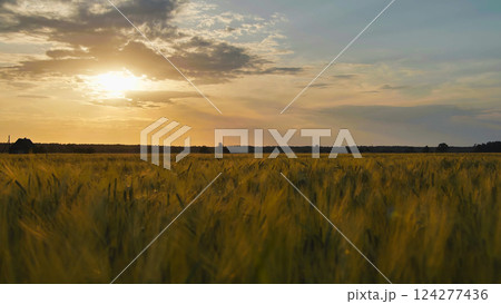 Golden sunset illuminating vast wheat field in the countryside 124277436