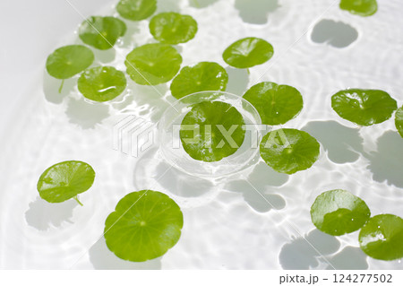 Fresh green leaves of Centella asiatica or gotu kola or asiatic pennywort, floating on water. It is a medicinal herb with many health benefits. Fresh green leaves of Centella asiatica or gotu kola or asiatic pennywort, floating on water. It is a medicinal herb with many health benefits. 124277502