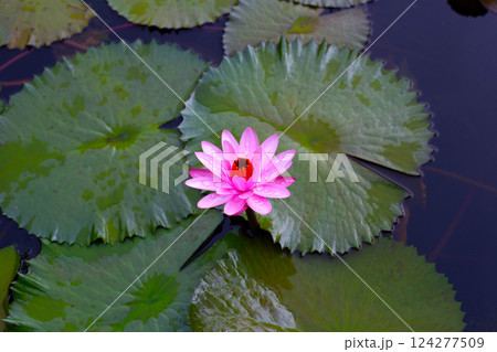 Pink water lilies (Nymphaea) floating on a pond Pink water lilies (Nymphaea) floating on a pond 124277509