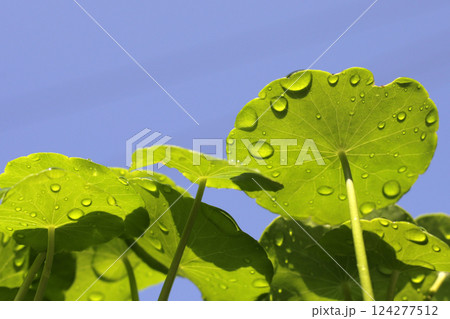 Centella asiatica (gotu kola). Fresh green leaves herb background. Centella asiatica (gotu kola). Fresh green leaves herb background. 124277512