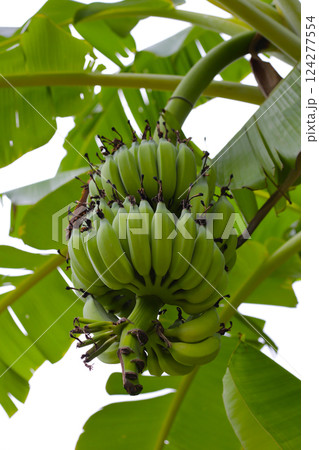 A large bunch of unripe green bananas hanging from a banana tree. A large bunch of unripe green bananas hanging from a banana tree. 124277554