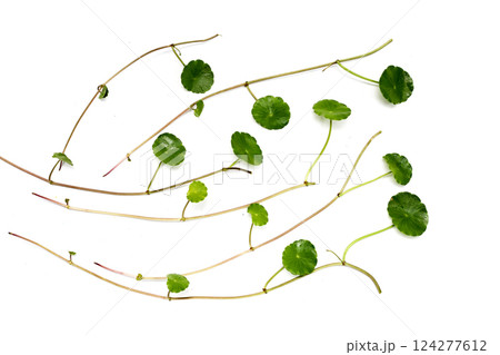 Fresh centella asiatica leaves. Gotu kola herb plant 124277612