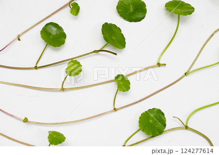 Fresh centella asiatica leaves. Gotu kola herb plant Fresh centella asiatica leaves. Gotu kola herb plant 124277614