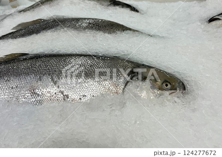 Fresh fish for sale on a bed of ice at a seafood market Fresh fish for sale on a bed of ice at a seafood market 124277672
