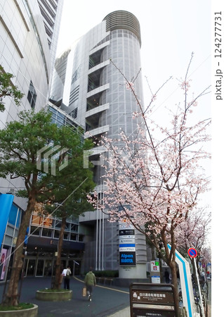 名古屋の商業地 ナディアパークの桜並木 名古屋の商業地 ナディアパークの桜並木 124277731