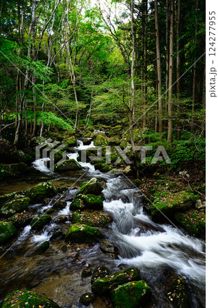 新緑の森と美しい清流　滝川渓谷 124277955
