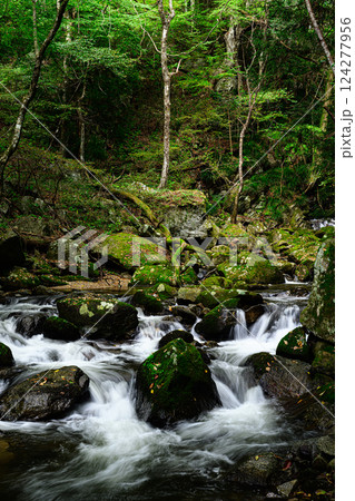 新緑の森と美しい清流　滝川渓谷 124277956