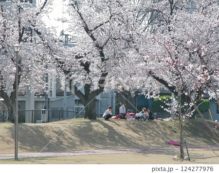 熊谷市の伊勢町ふれあい公園でサクラ咲く(2015.3.31) 桜手帖 淡いピンク 皆で盛り上がる 124277976