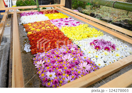 手水舎に浮かべた花 笠間の菊まつり 手水舎に浮かべた花 笠間の菊まつり 124278003