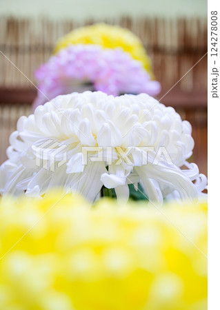 笠間の菊まつり 笠間の菊まつり 124278008