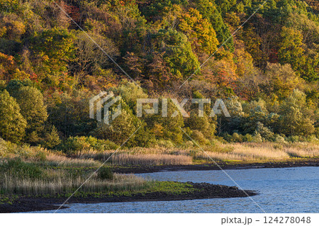 紅葉した森と穏やかな湖 秋元湖 紅葉した森と穏やかな湖 秋元湖 124278048