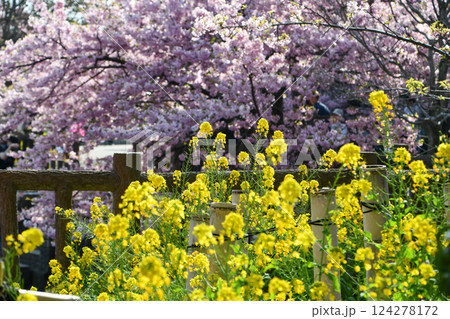 京都 淀水路の河津桜と菜の花 京都 淀水路の河津桜と菜の花 124278172