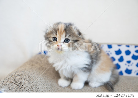 爪研ぎにのったスコティッシュフォールドの仔猫 爪研ぎにのったスコティッシュフォールドの仔猫 124278179
