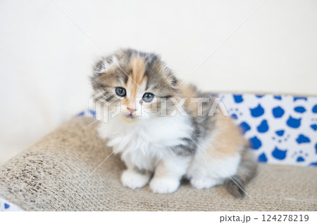 爪研ぎにのったスコティッシュフォールドの仔猫 124278219