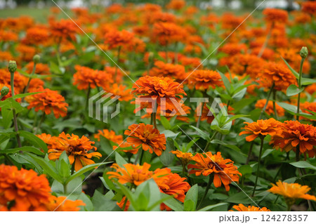 Beautiful zinnia flowers blooming 124278357