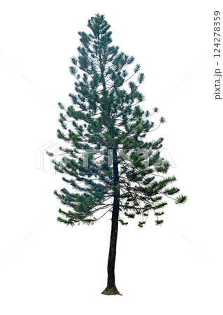 Cook-pine (Araucaria columnaris) 124278359