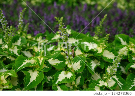 Coleus plants with some flowers ready to blossom Coleus plants with some flowers ready to blossom 124278360
