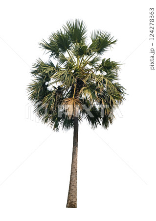 Asian Palmyra Palm (Borassus flabellifer) 124278363