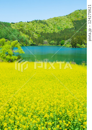 春の北竜湖 124278621