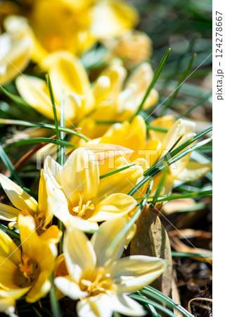 春の訪れを告げる黄色いクロッカス 124278667
