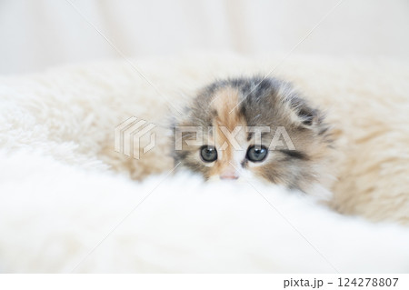 白いベッドに入ったスコティッシュフォールドの仔猫 124278807
