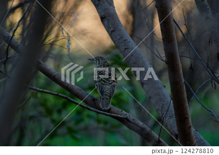 枝に止まる留鳥ツグミ科トラツグミ 124278810