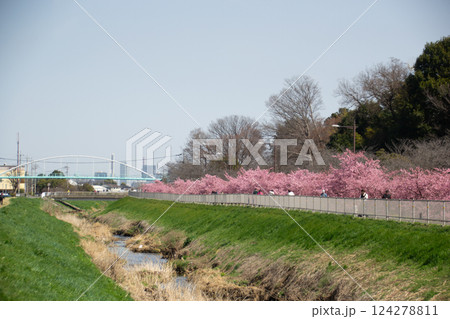 江川沿いの桜 124278811