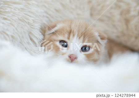 白いベッドに入ったスコティッシュフォールドの仔猫 124278944